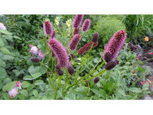 ����������� �������