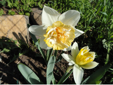 ������� ����� ��