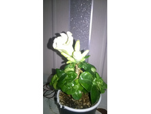 WP 20160313 14 32 01 Pro.jpg