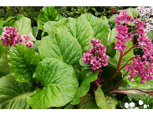 Badan.����� ������ �������