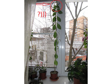 �������� ������)), 07.01.2016