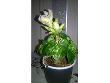 WP 20160313 14 32 07 Pro.jpg