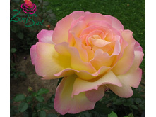 ���� ������ ���