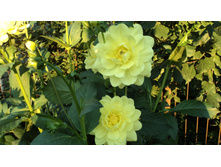 № 33 ����� �� ����.JPG