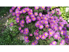 ����� �������� ������