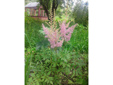 �������� ������� (�ϣ ����)