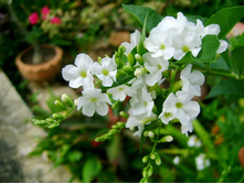 ������� (���� ����).jpg - �/�. 150 ���.