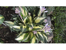 ����� ����������