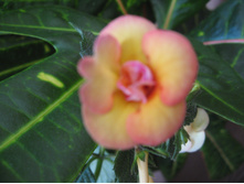 �������� - Peach orchard