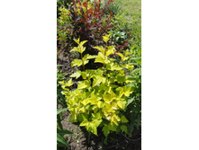 ������������� ������