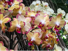 Phalaenopsis 'Papagayo'.jpg