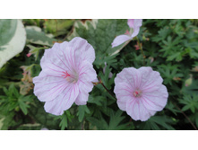 ������ �������������� ��������