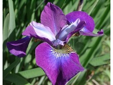 ���� ��������� �������� ��� �����