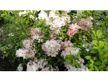 DSC00493 — �����.JPG