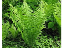 ���������� ���������