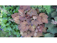 ������� ���������� ( ����������)