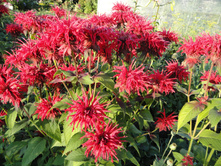 ������� ������� �������