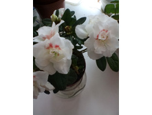 IMG 20160303 160657.jpg