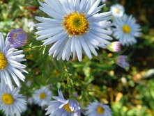 ����� ����������