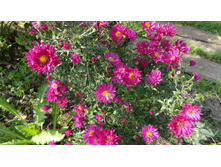 ����� ��������������� ������� �������