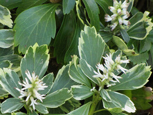 Pakhizandra variegata   ���������� ���������