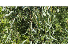 ��� ����������