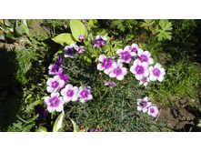 �����. ��������� � �������