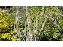 ������������� ����������