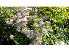 ��������� ����������������