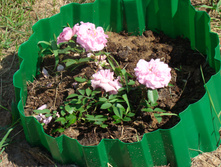 ���������: �����