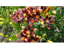 ������ �����