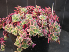 �������� ����������- 350 - 400 ���.