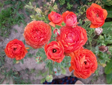 ���������: ��� � ����