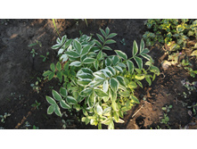 ������ ������������� ������� �� �����