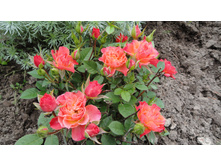 ���� ����