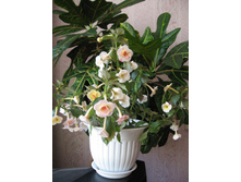 �������� - Cytro