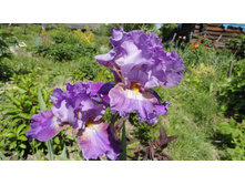 ���� ����������