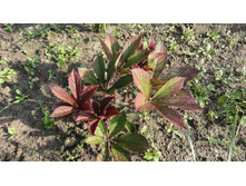 ��������� ��������