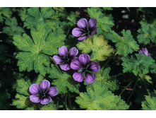 ������  ������