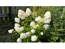 ������� ������