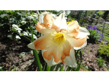 ������� Cum Laude