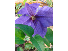 ���������: �����