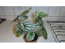 Piper crocatum (����� ���������)  ���� -Frost Bite