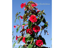 �������� Petite Fadette