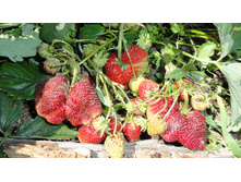 ������ (3).JPG