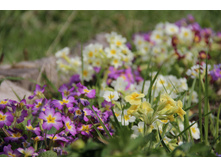 ������� (��� ����)