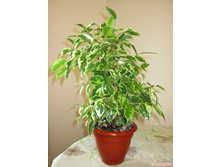 ����� ���������� ������ ���� 350- 450 ���.