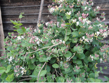 ��������� ���������