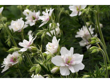 ������  ���� ������