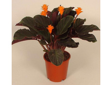 ������� ������� (���������)- 550- 650 ���.